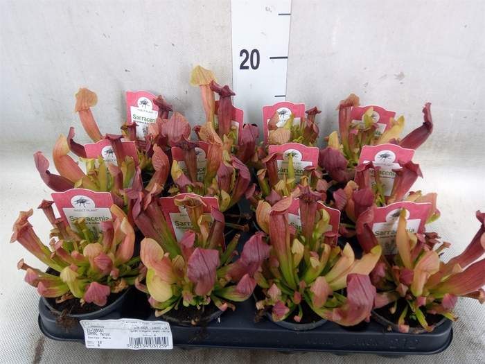 <h4>Sarracenia   ...</h4>