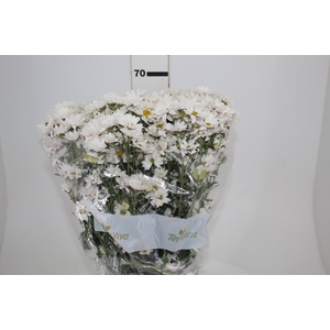 CRISANTEMO SANTINI DESMONT 070 CM