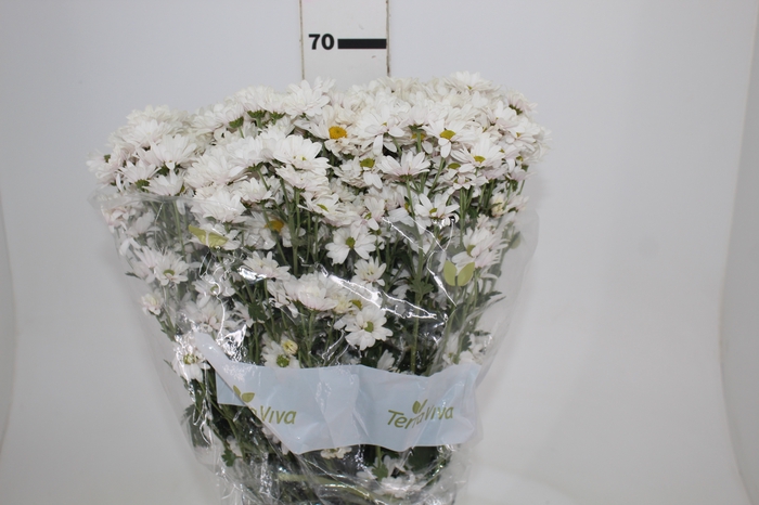<h4>CRISANTEMO SANTINI DESMONT 070 CM</h4>