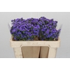 Ageratum houstonianum 'JJ Violet Blue'