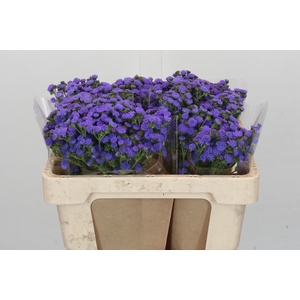 Ageratum houstonianum 'JJ Violet Blue'