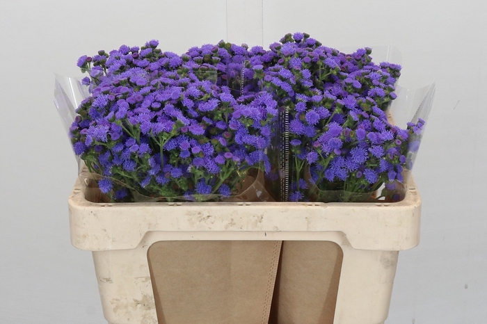 Ageratum houstonianum 'JJ Violet Blue'