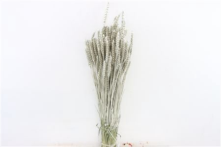 <h4>Dried Triticum Platina Bunch</h4>