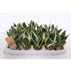 Sansevieria Golden Hahnii Black