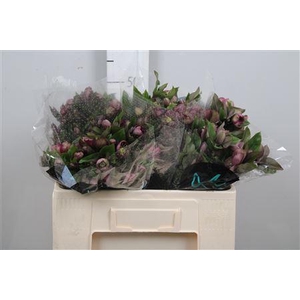 Hell Mammoth Pink (x20)