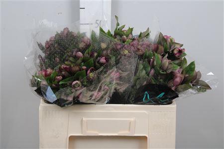 <h4>Hell Mammoth Pink</h4>