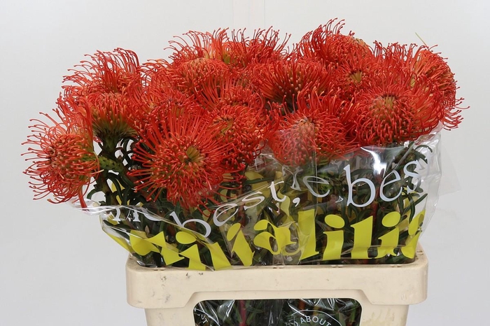 <h4>Nutans Succession</h4>