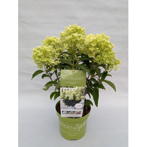 Hydrangea Paniculata (Gardenlight) 'Whitelight' IMPORT - 19 cm