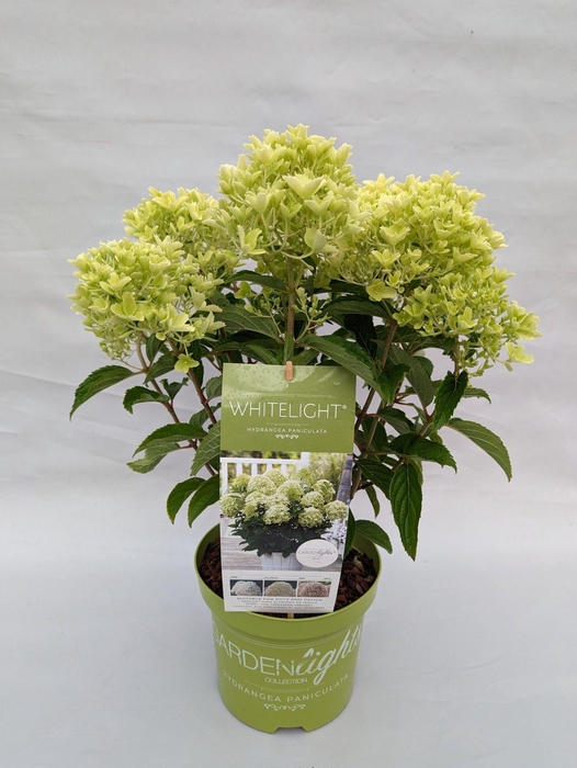 <h4>Hydrangea Paniculata (Gardenlight) 'Whitelight' IMPORT - 19 cm</h4>