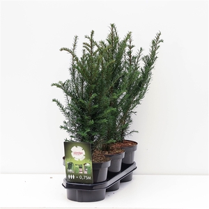 Hedgeline Taxus baccata C3