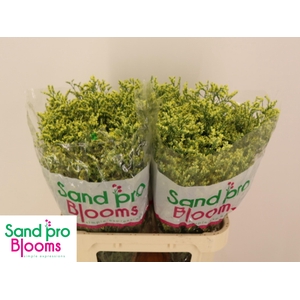 LIM SIN CHINA SUMMER