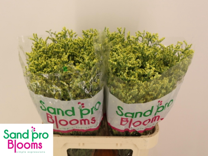 <h4>LIM SIN CHINA SUMMER</h4>