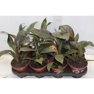 PHILODENDRON IMPERIAL RED P15