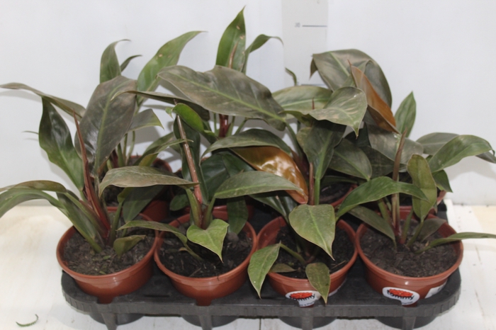 <h4>PHILODENDRON IMPERIAL RED P15</h4>