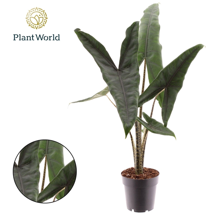 Alocasia zebrina
