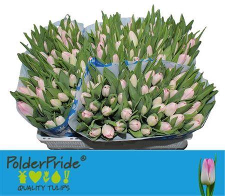 <h4>Tu En Dynasty</h4>