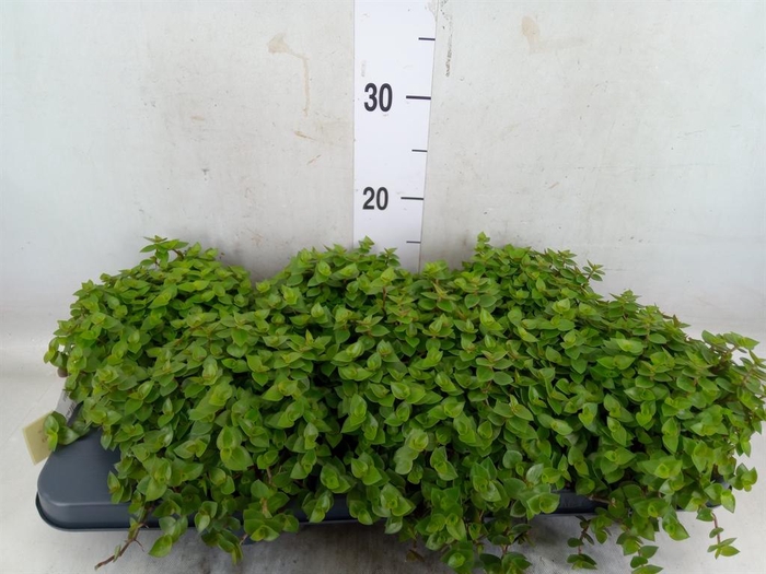 <h4>Callisia repens</h4>