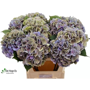 Hydrangea royal love (classic)