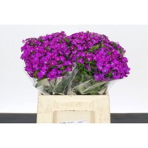 Dianthus Br Amazon Neon Purple