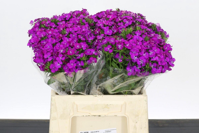<h4>Dianthus Br Amazon Neon Purple</h4>