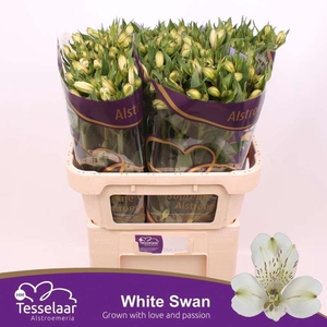 ALSTR WHITE SWAN ALSTROEMERIA WHITE