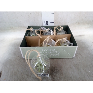 Arr.  Tillandsia L%