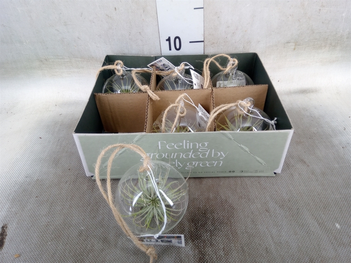 <h4>Arr.  Tillandsia L%</h4>