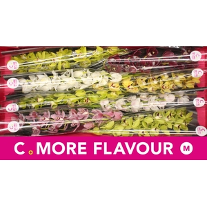 Mini cymbidium 'Mix' 70 cm