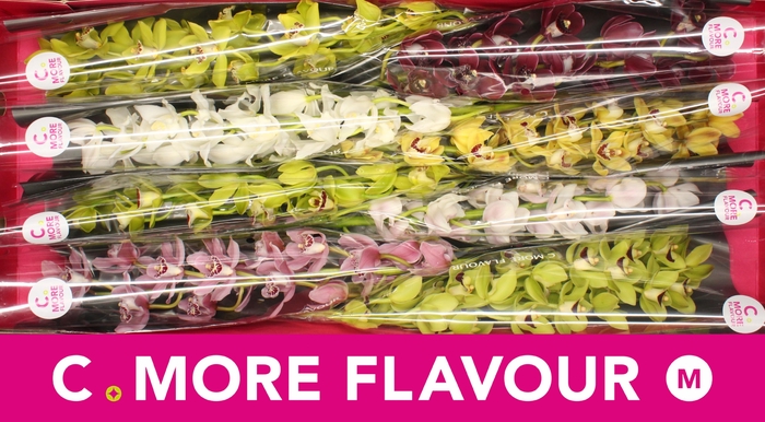 <h4>Mini cymbidium 'Mix' 70 cm</h4>