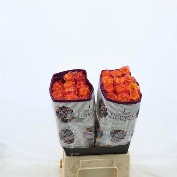 <h4>R GR FREE SPIRIT</h4>