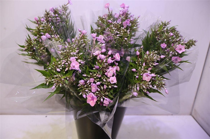 <h4>Phlox P Pink Eyes X5</h4>