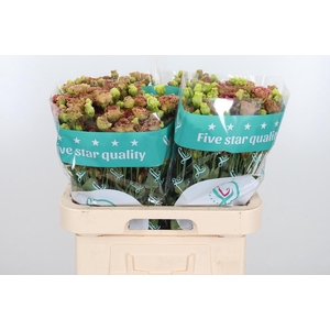 Eus G Rosan Terracot