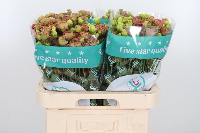 <h4>Eus G Rosan Terracot</h4>