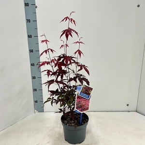 Acer palmatum Atropurpureum