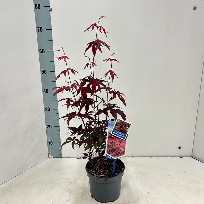 <h4>Acer palmatum Atropurpureum</h4>