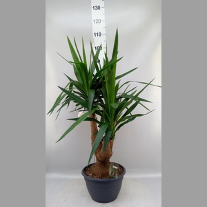 Yucca elephantipes   ...