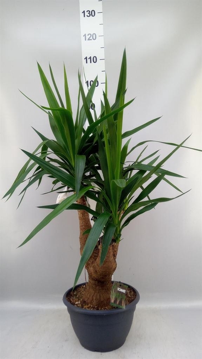 <h4>Yucca elephantipes   ...</h4>