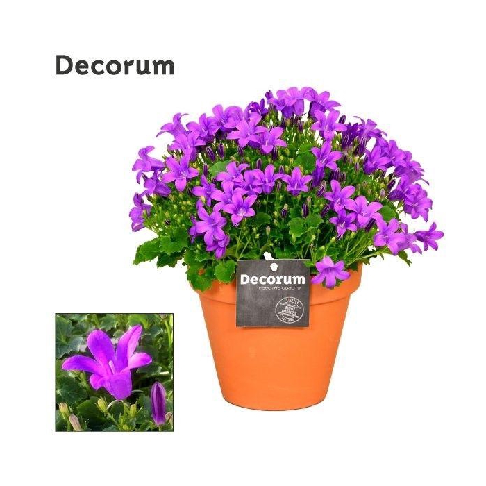 <h4>CAMP POR PORTO</h4>