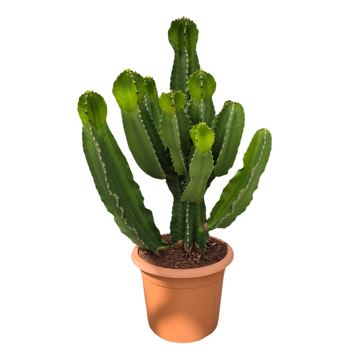 <h4>Euphorbia ingens</h4>