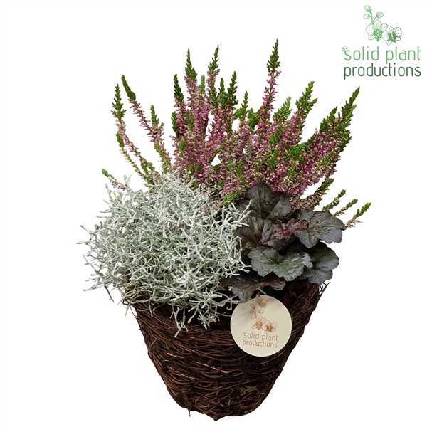 <h4>SBS001 Salim B Small</h4>