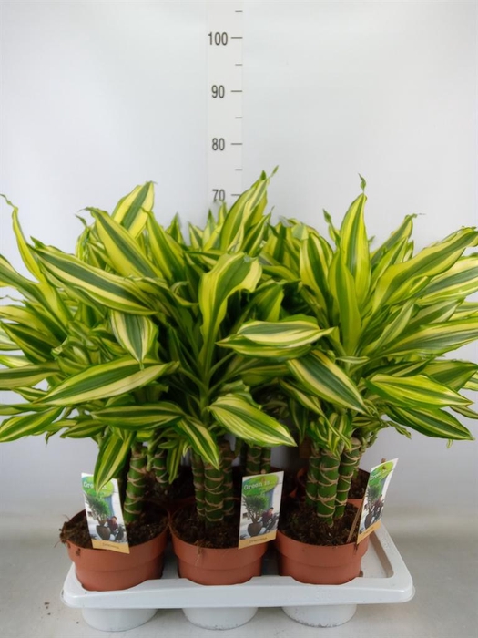 <h4>Dracaena frag.   ...</h4>