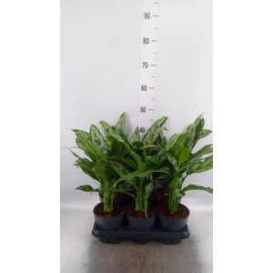 Aglaonema   ...