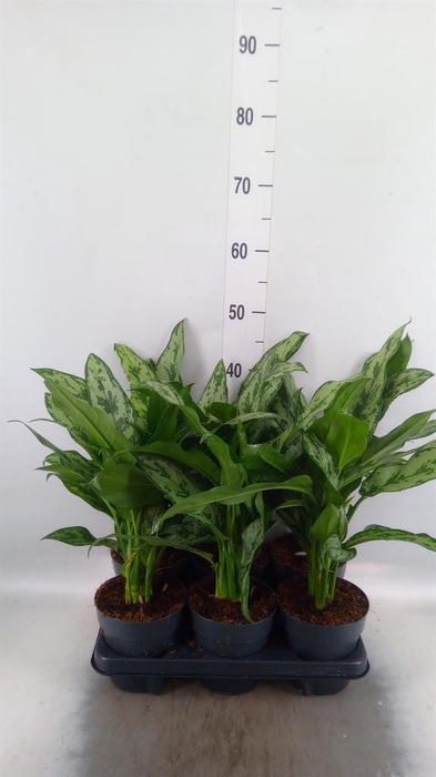 <h4>Aglaonema ...</h4>
