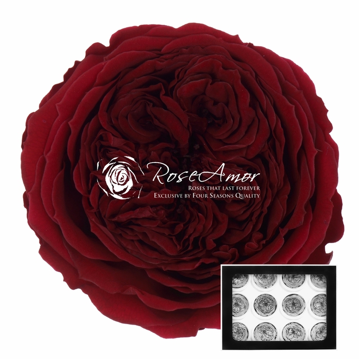 <h4>Amelia Pin02</h4>