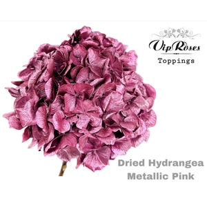 Dried Hydrangea Metallic Pink