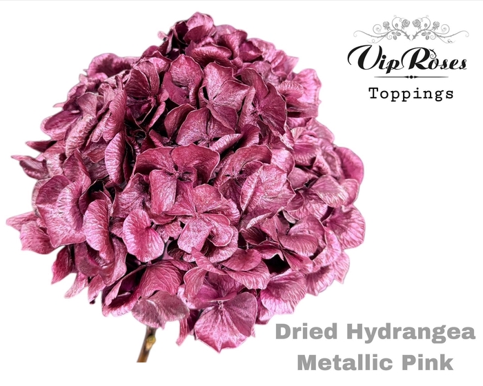 <h4>DRIED HYDRANGEA METALLIC PINK</h4>