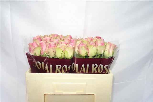 R GR BELLE ROSE