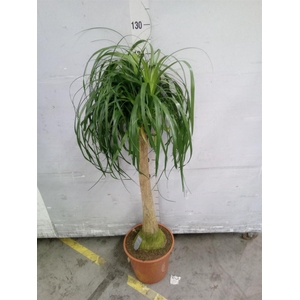 Beaucarnea recurvata