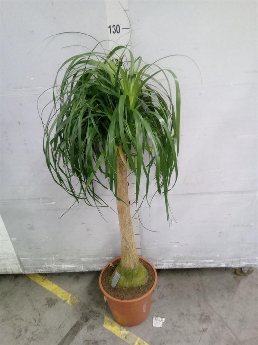 <h4>Beaucarnea recurvata</h4>