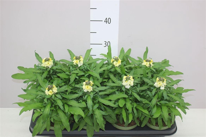 <h4>Erysimum Leya White</h4>